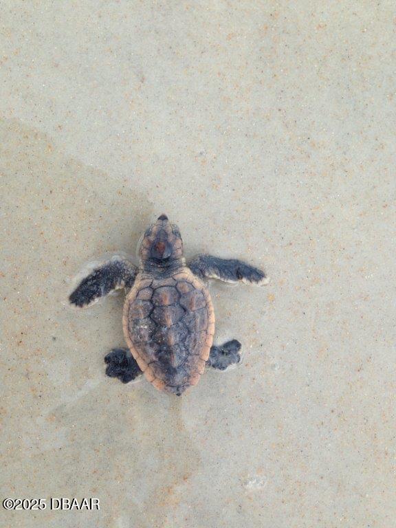 2700 Ocean Shore Boulevard, Unit 301 Ormond Beach, FL 32176 - Photo 14 of 42 a close view of cabinet