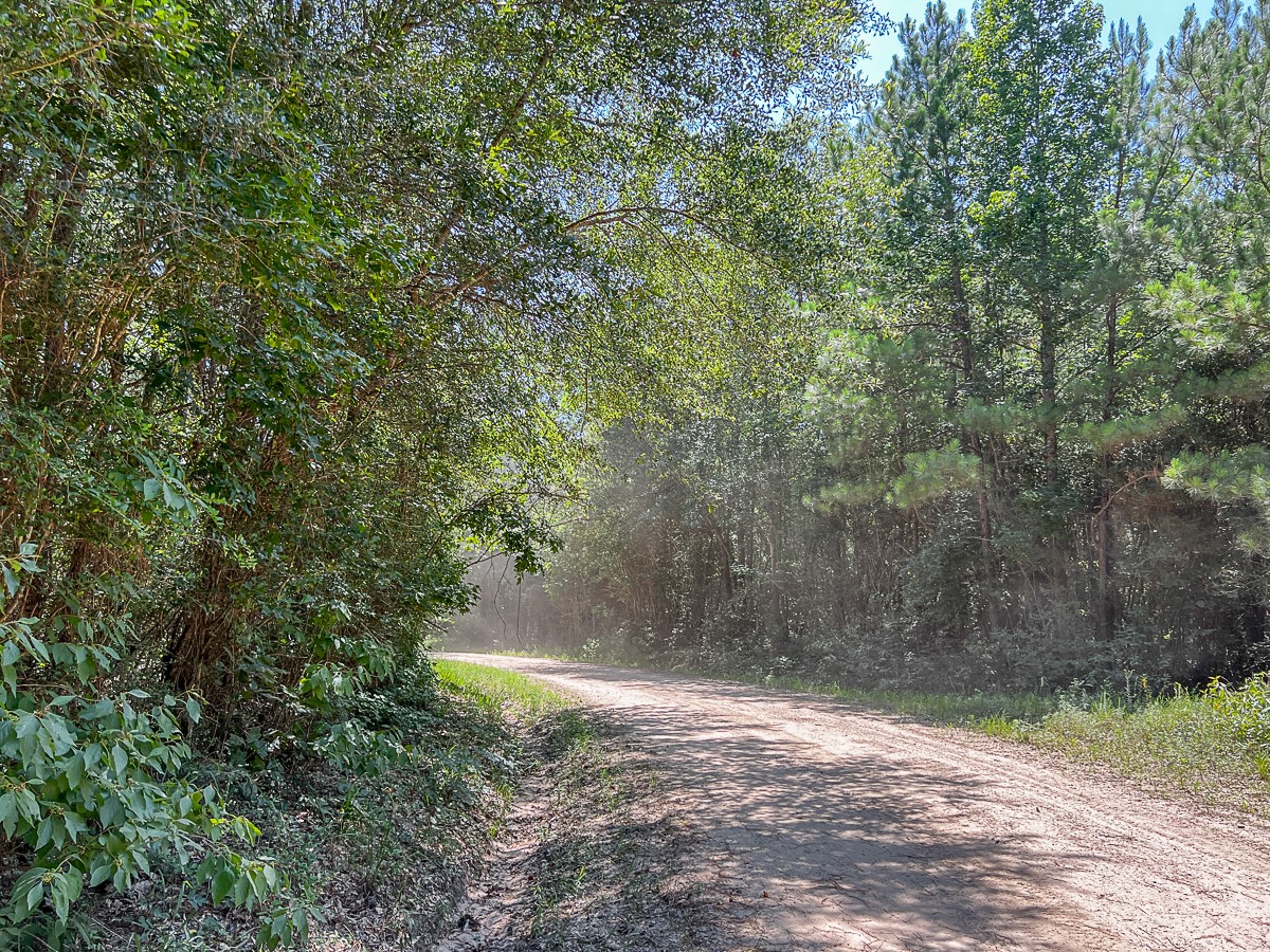 0 Cr 368a Zavalla Tx 75980 Huntington, TX 75949 - Photo 8 of 11 a view of a yard and trees