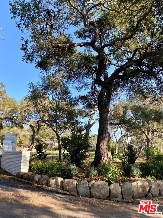 800 Rockbridge Road Santa Barbara, CA 93108 - Photo 3 of 20 a picture of tree