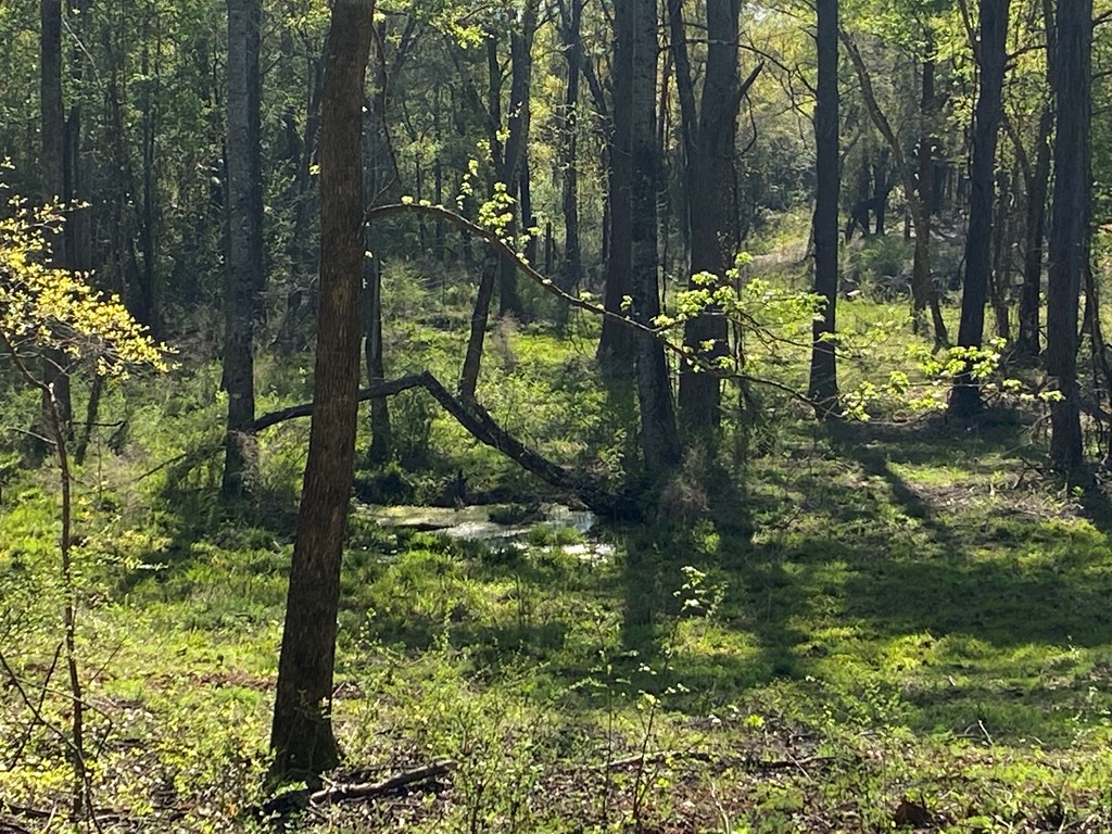 0 Co Road Abbeville, AL 36310 - Photo 29 of 53