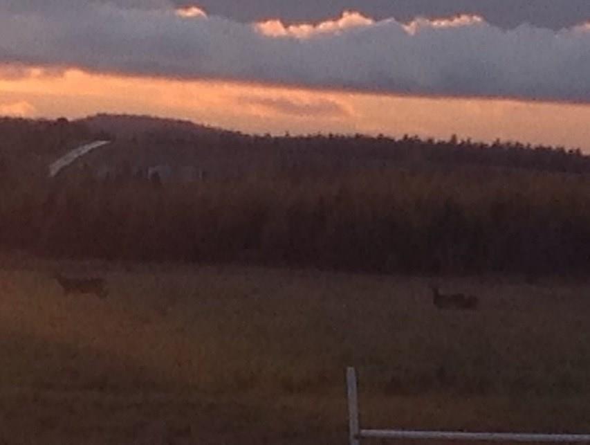 266 Belanger Road Caribou, ME 04736 - Photo 28 of 35 Post your land and enjoy watching...