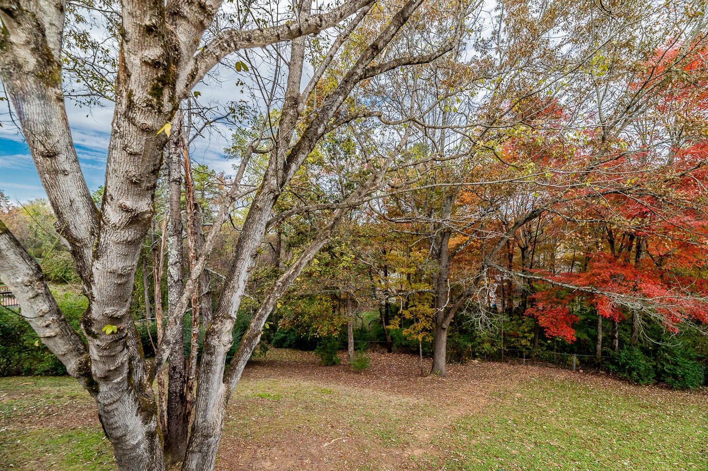 2224 Roundtree Road Knoxville, TN 37923 - Photo 21 of 22 an empty room with a trees