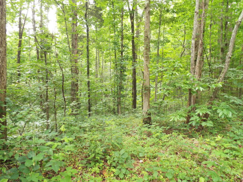 Catoosa Ridge Road Rockwood, TN 37854 - Photo 2 of 4 Catoosa 3