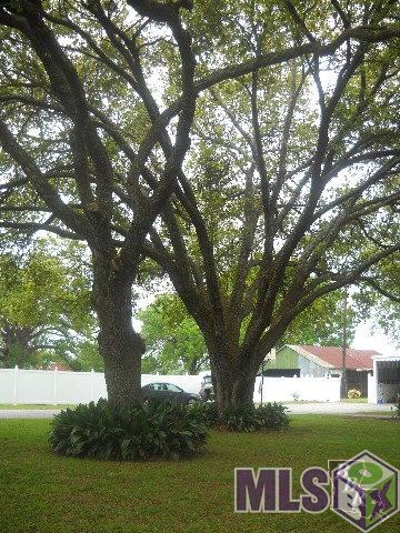 2358 Highway 1 Raceland, LA 70394 - Photo 4 of 35 Live oak
