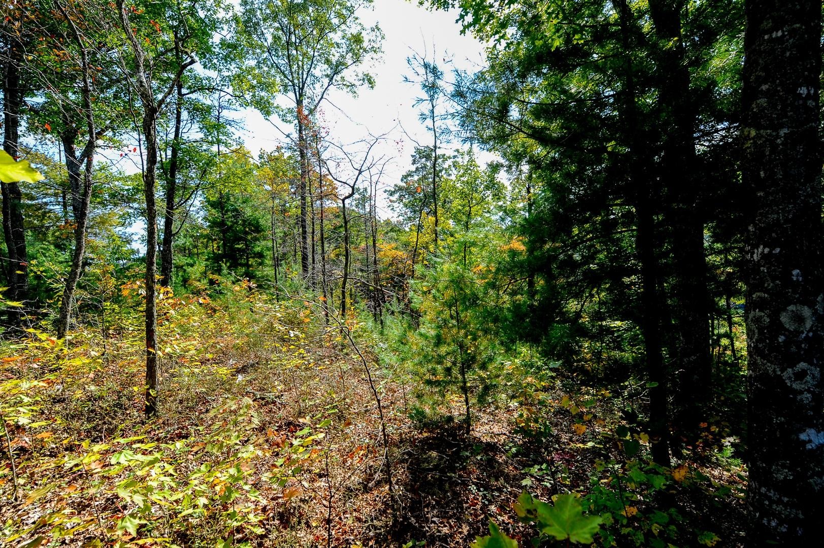 3 Long Rifle Road Walland, TN 37886 - Photo 12 of 19 Gallery Image 12