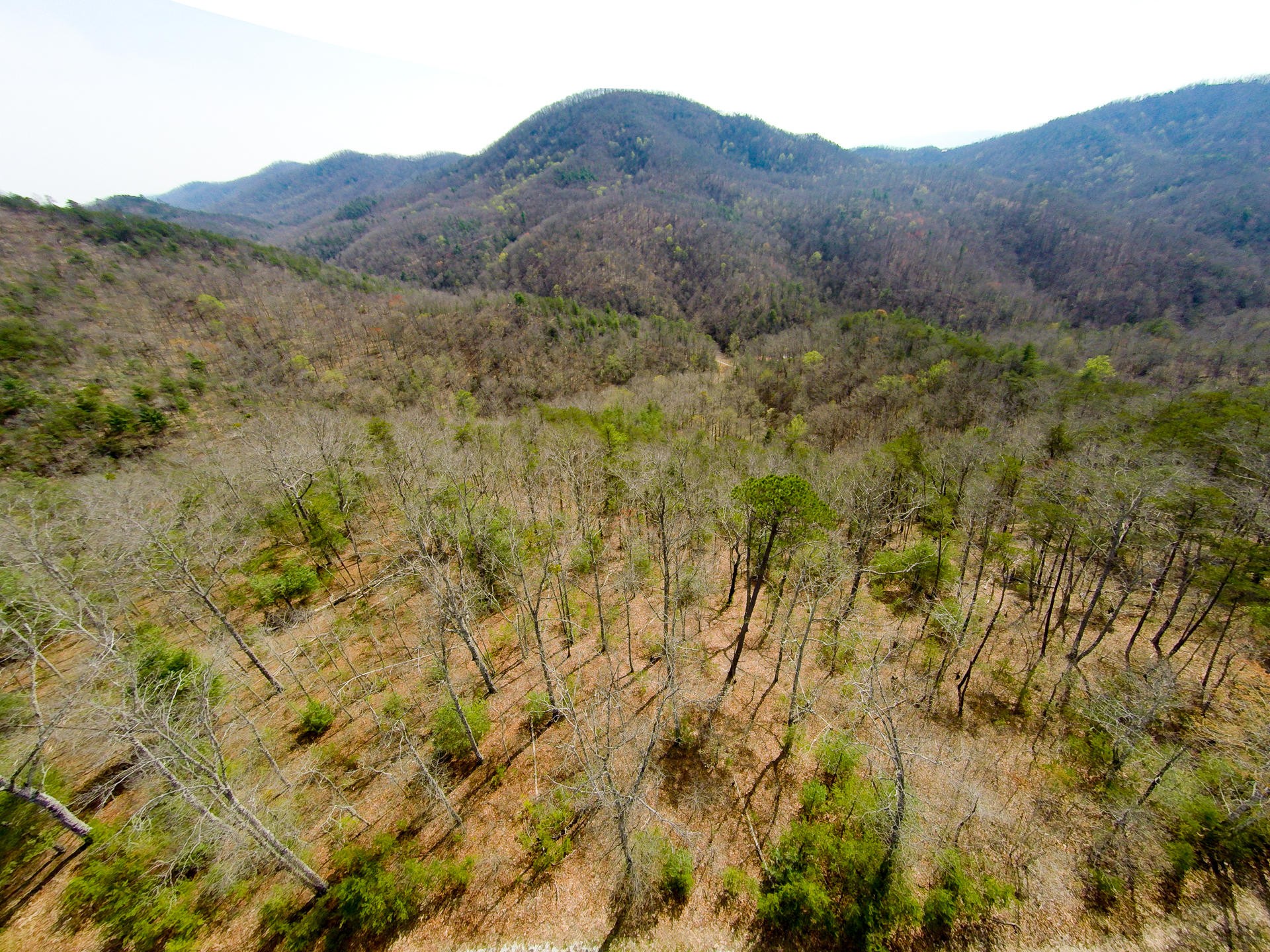 3 Long Rifle Road Walland, TN 37886 - Photo 13 of 19 Gallery Image 13