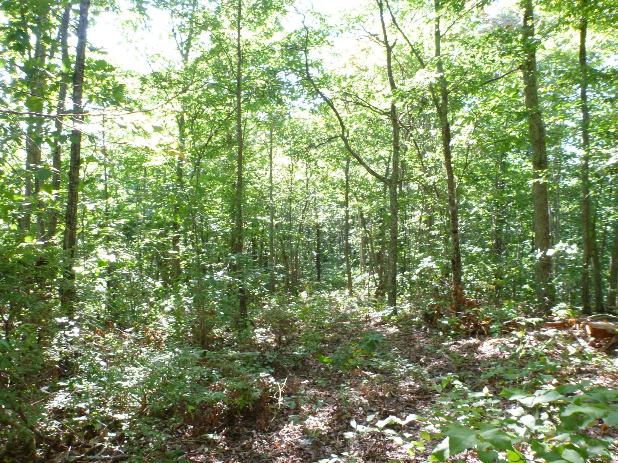 3 Long Rifle Road Walland, TN 37886 - Photo 3 of 19 Gallery Image 3
