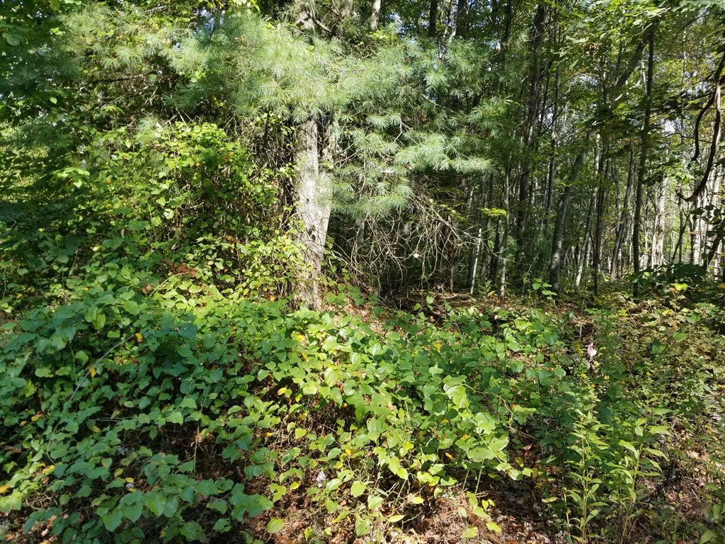 Tbd Carrollview Road, Unit TRACT #2 Fancy Gap, VA 24328 - Photo 3 of 5 Gallery Image 3