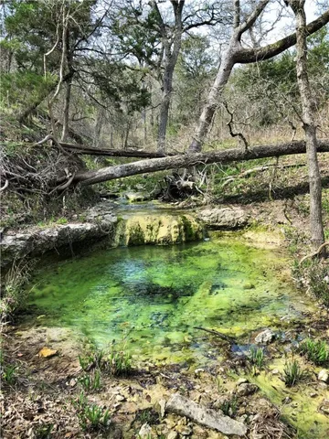 a street view with large trees