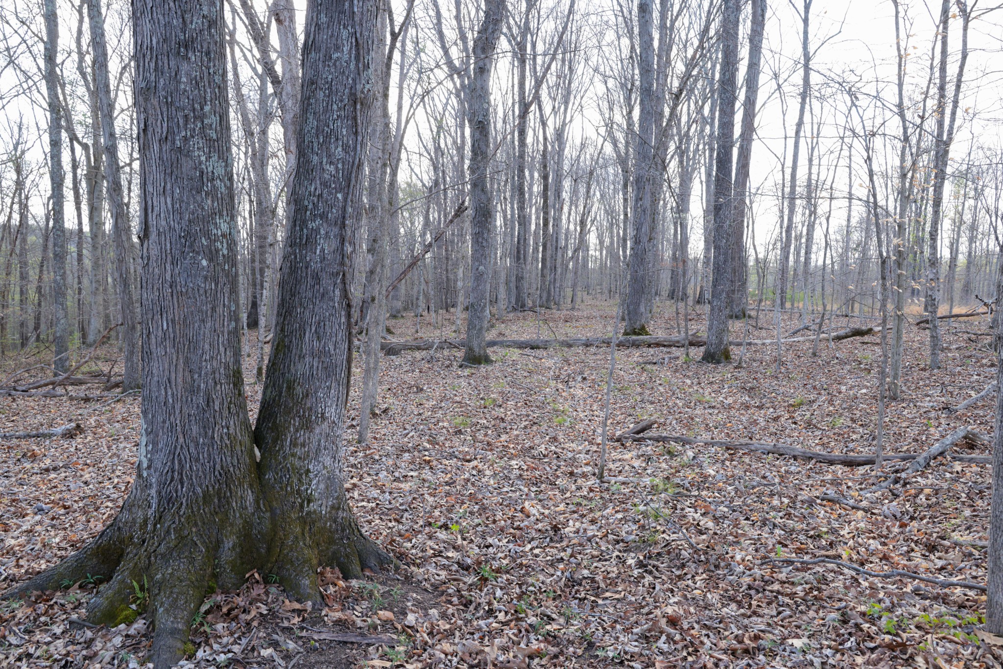 0 Bell Hollow Road Vanleer, TN 37181 - Photo 12 of 31 a view of a dry yard with trees
