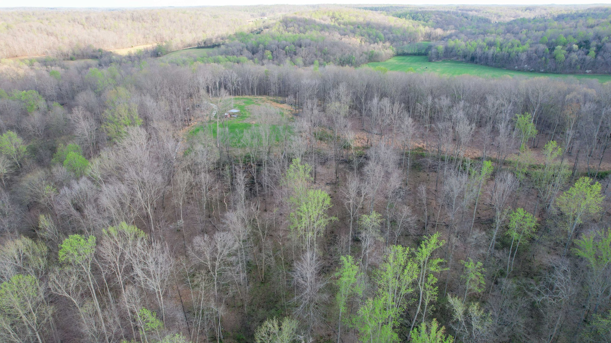 0 Bell Hollow Road Vanleer, TN 37181 - Photo 26 of 31 a view of a lush green forest with lots of trees