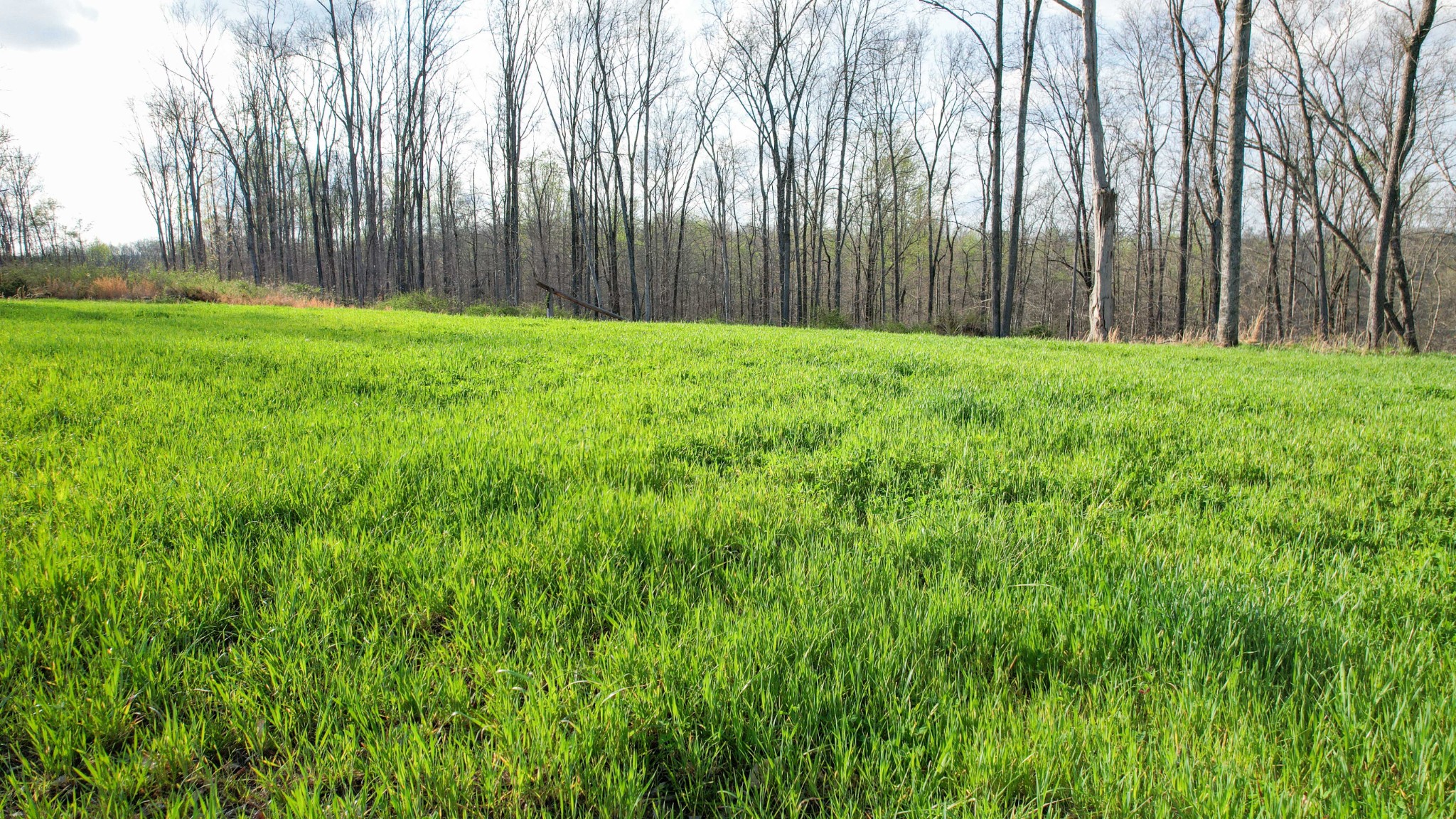 0 Bell Hollow Road Vanleer, TN 37181 - Photo 4 of 31 a view of a yard with large trees