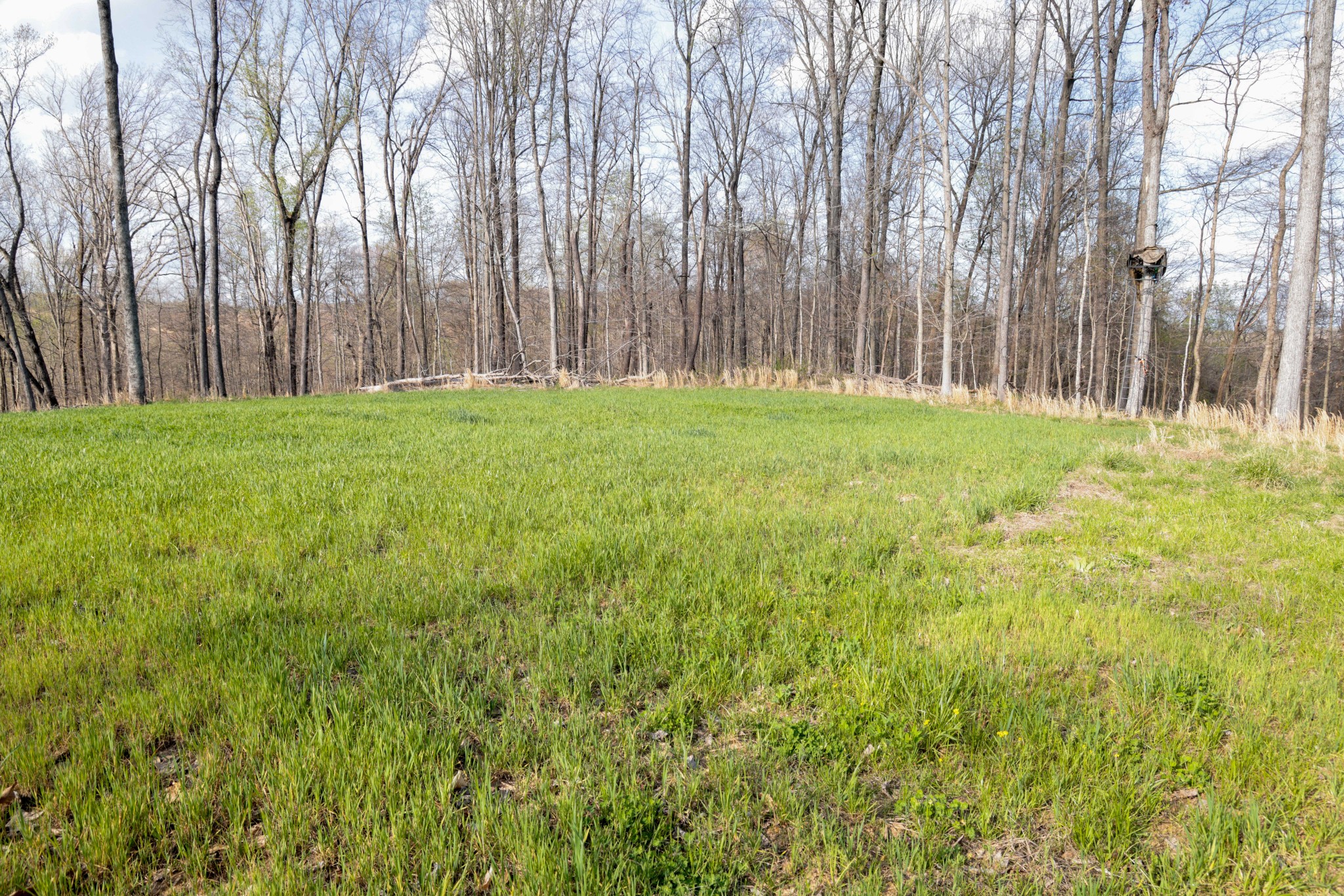 0 Bell Hollow Road Vanleer, TN 37181 - Photo 9 of 31 a view of backyard with large trees