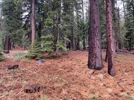 a view of a forest filled with trees
