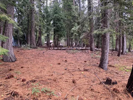 a view of a backyard with large trees