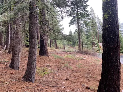 a view of a yard with trees