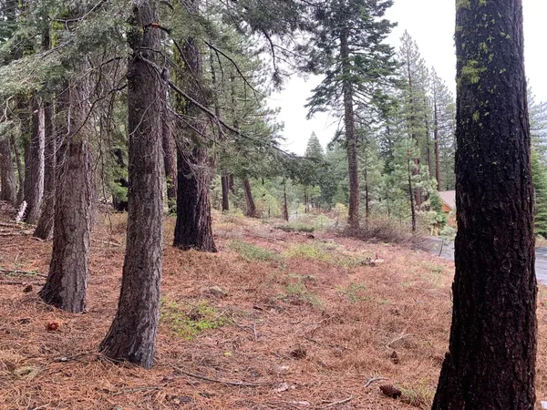 a view of a yard with trees