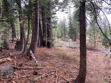 a view of a yard with large trees