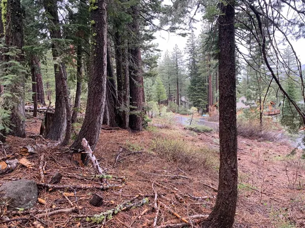 a view of a yard with large trees