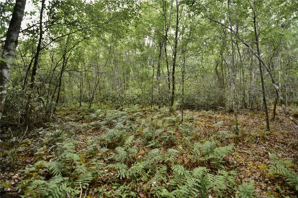 Sweet Gum Road Glen St. Mary, FL 32040 - Photo 18 of 44