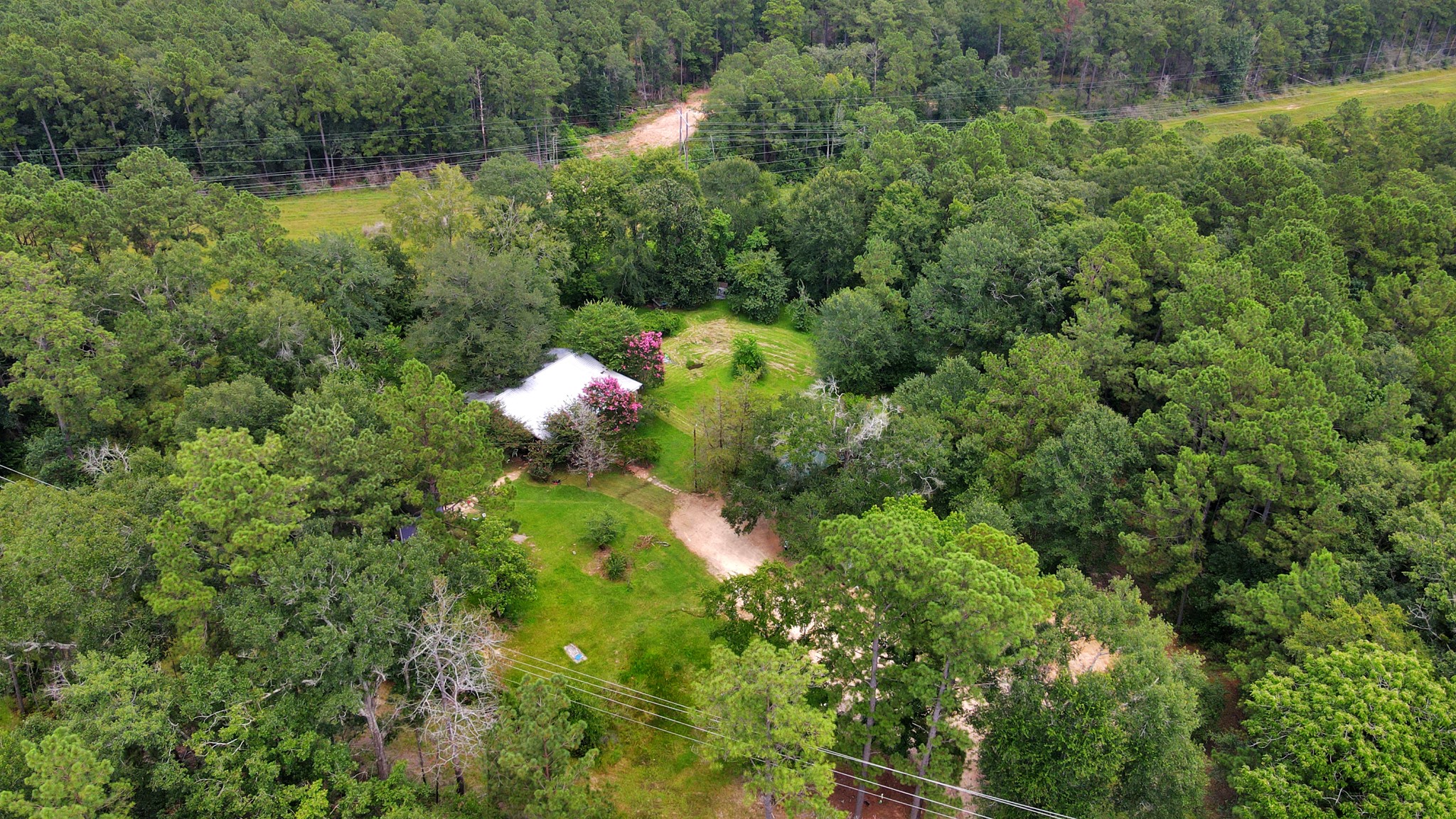 101 Rocky Road Livingston, TX 77351 - Photo 40 of 42 a close up of a plant in a garden