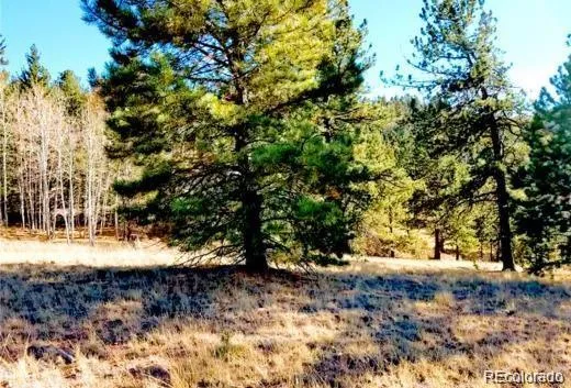 a view of yard covered with trees