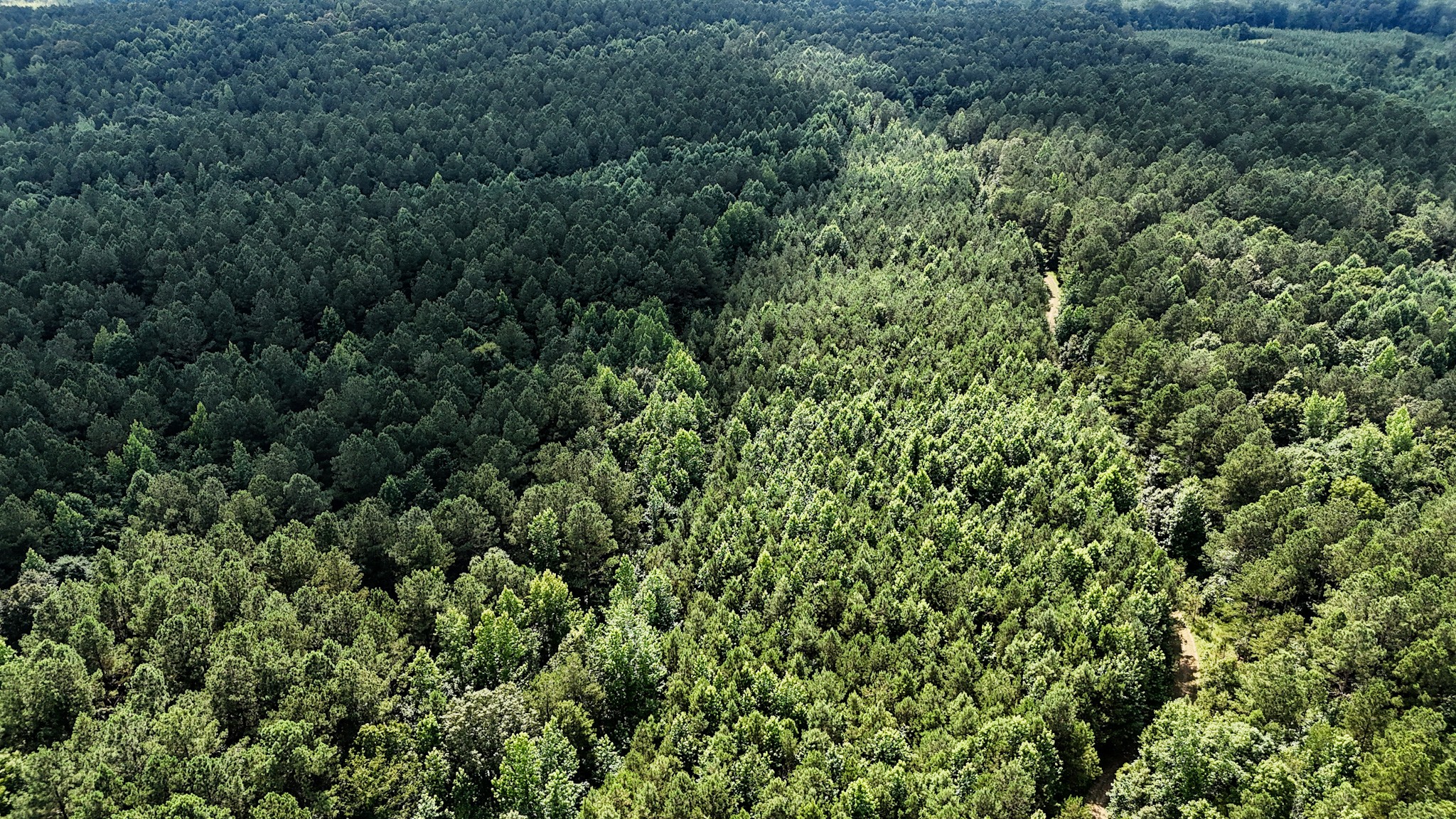 0 Guys Chewalla Road Ramer, TN 38367 - Photo 11 of 26 a view of a lush green forest