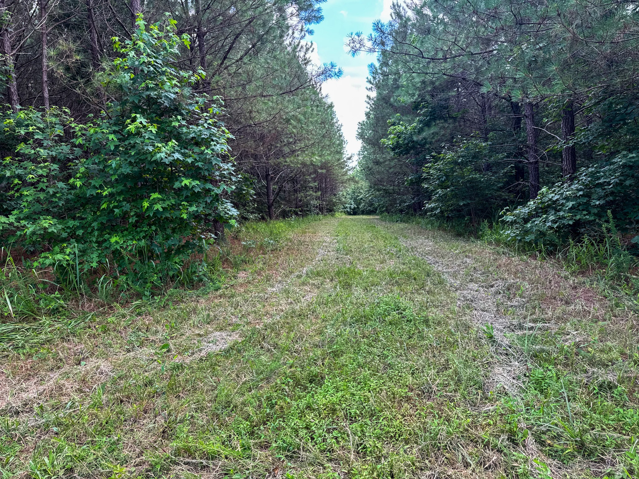 0 Guys Chewalla Road Ramer, TN 38367 - Photo 16 of 26 a view of a yard with a tree