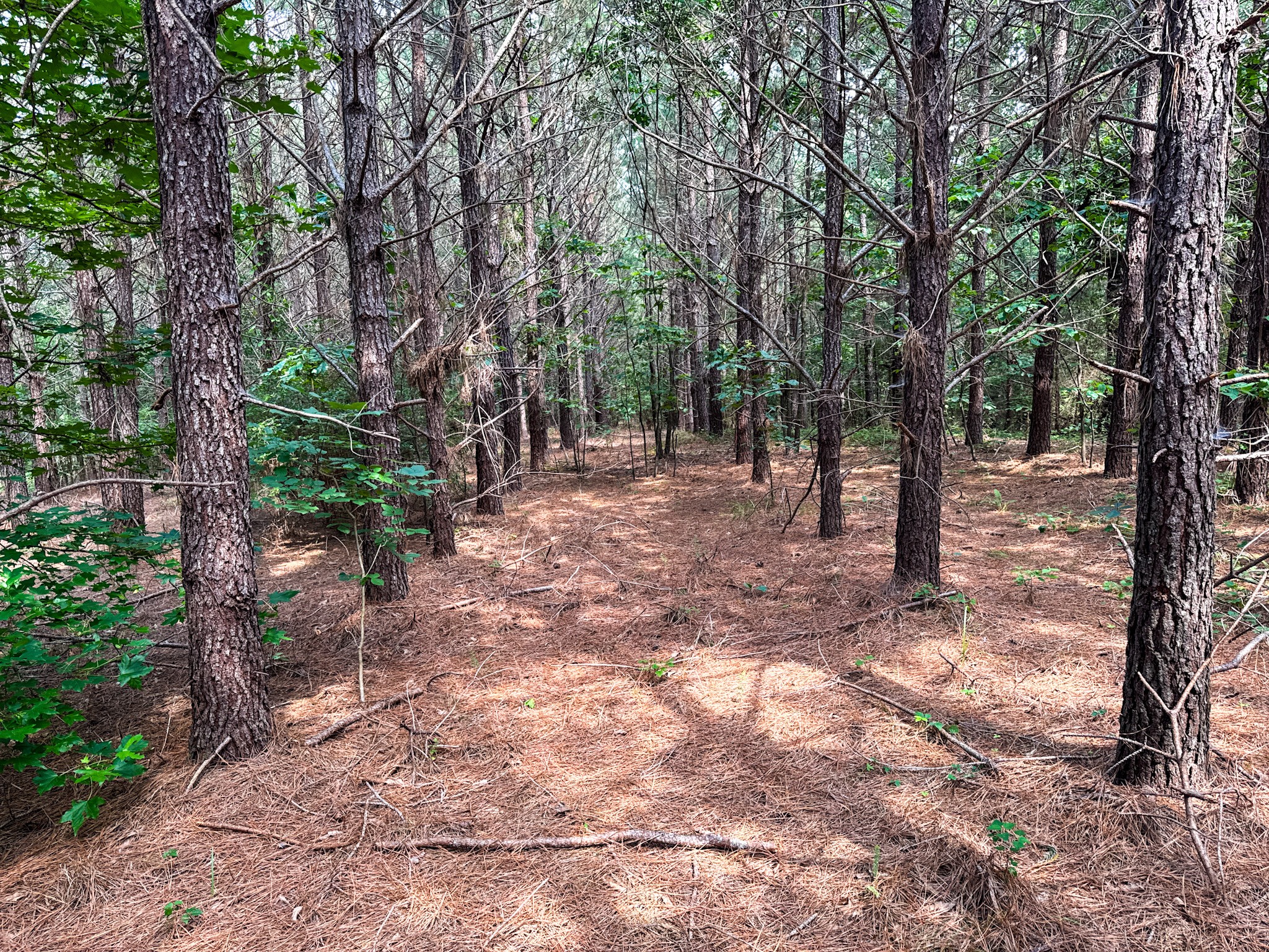 0 Guys Chewalla Road Ramer, TN 38367 - Photo 18 of 26 a view of a forest with trees in the background