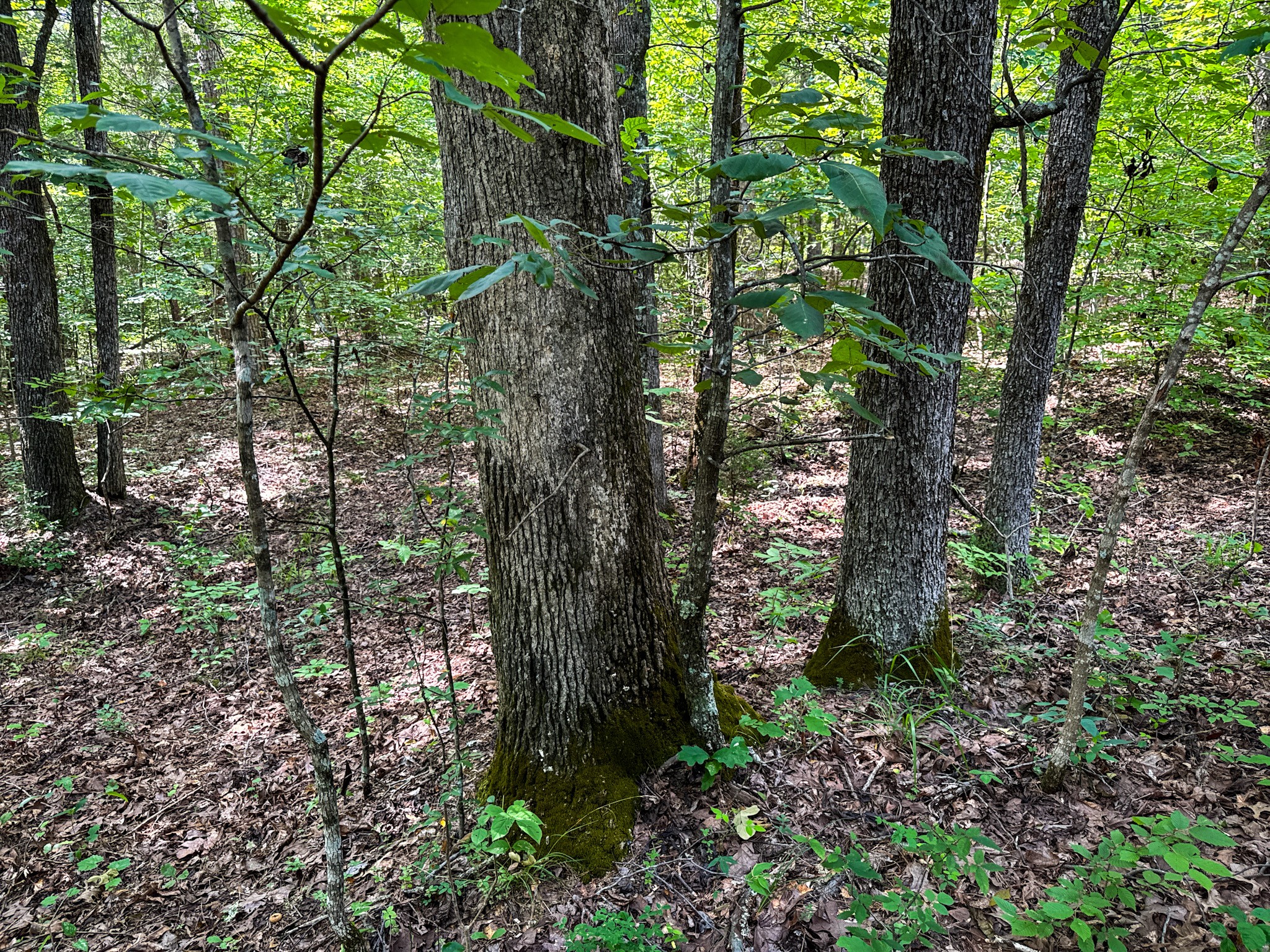 0 Guys Chewalla Road Ramer, TN 38367 - Photo 20 of 26 a view of forest