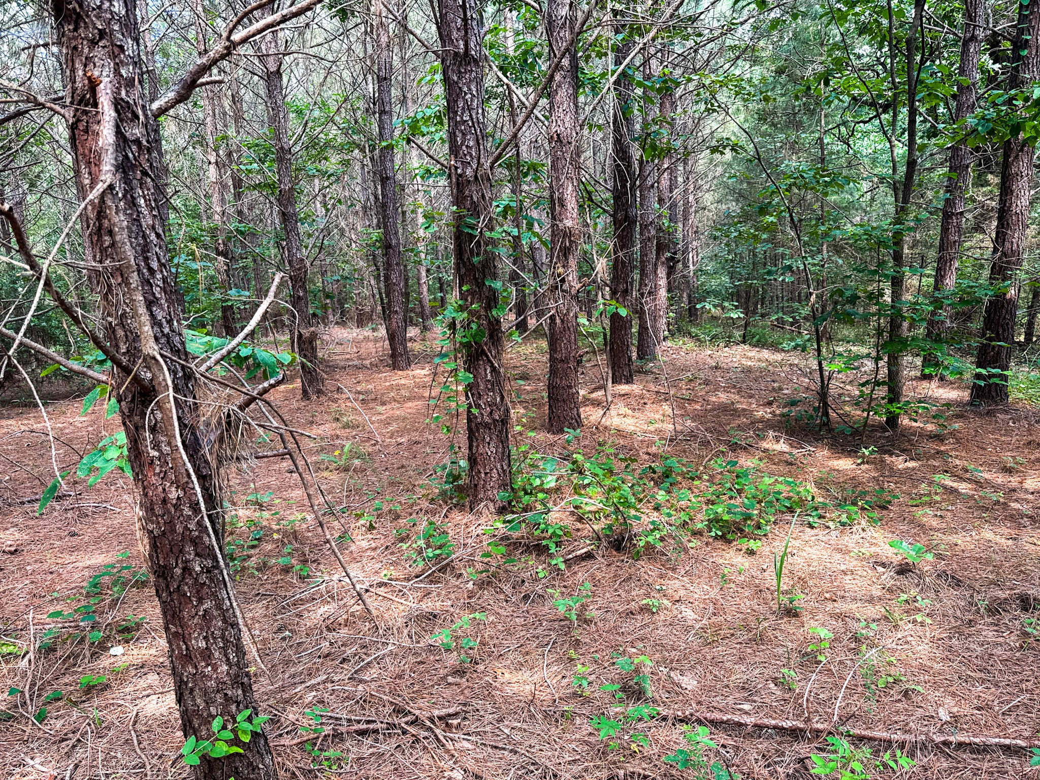 0 Guys Chewalla Road Ramer, TN 38367 - Photo 22 of 26 a backyard of a house with lots of green space