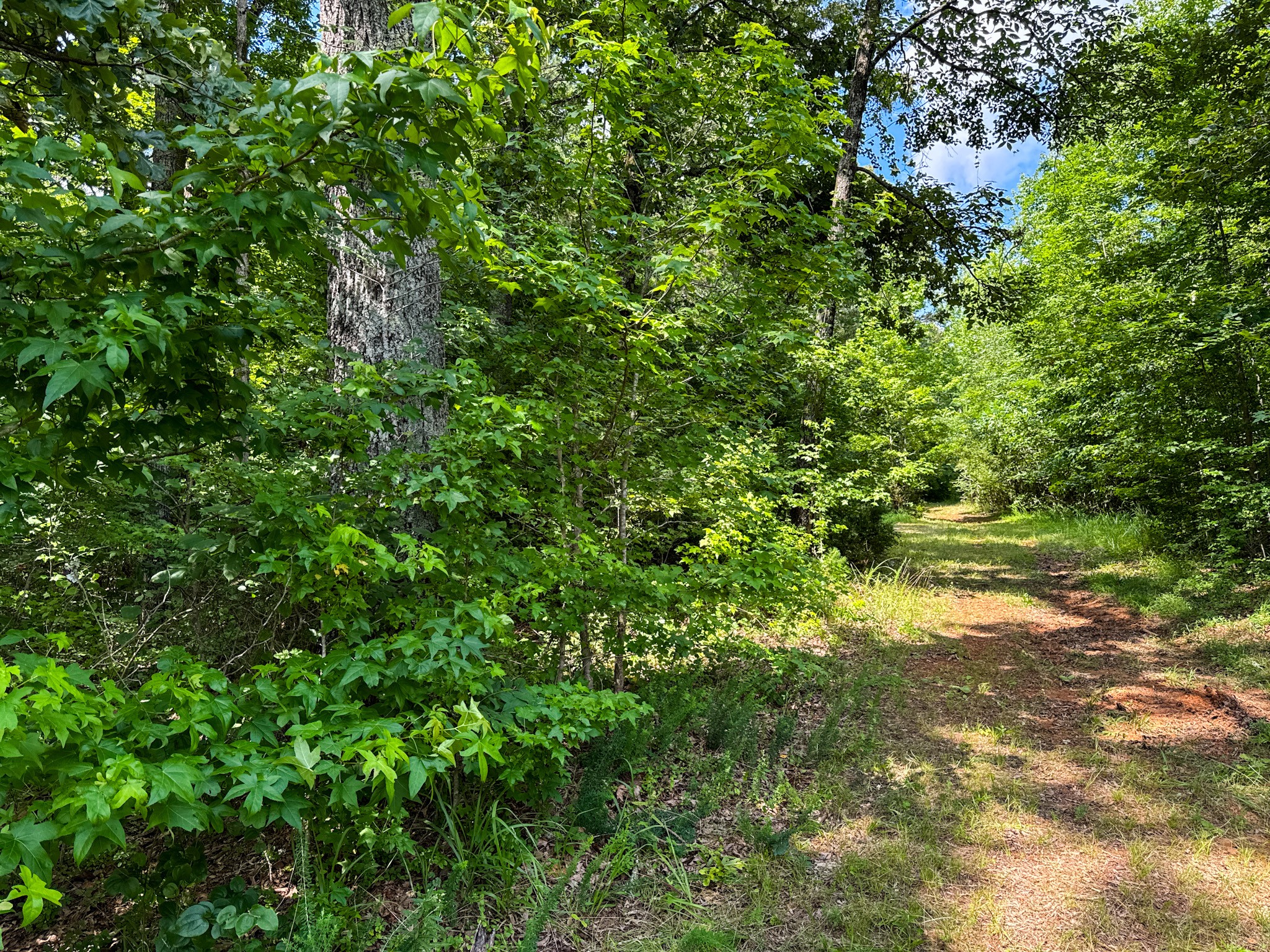 0 Guys Chewalla Road Ramer, TN 38367 - Photo 23 of 26 a view of a garden
