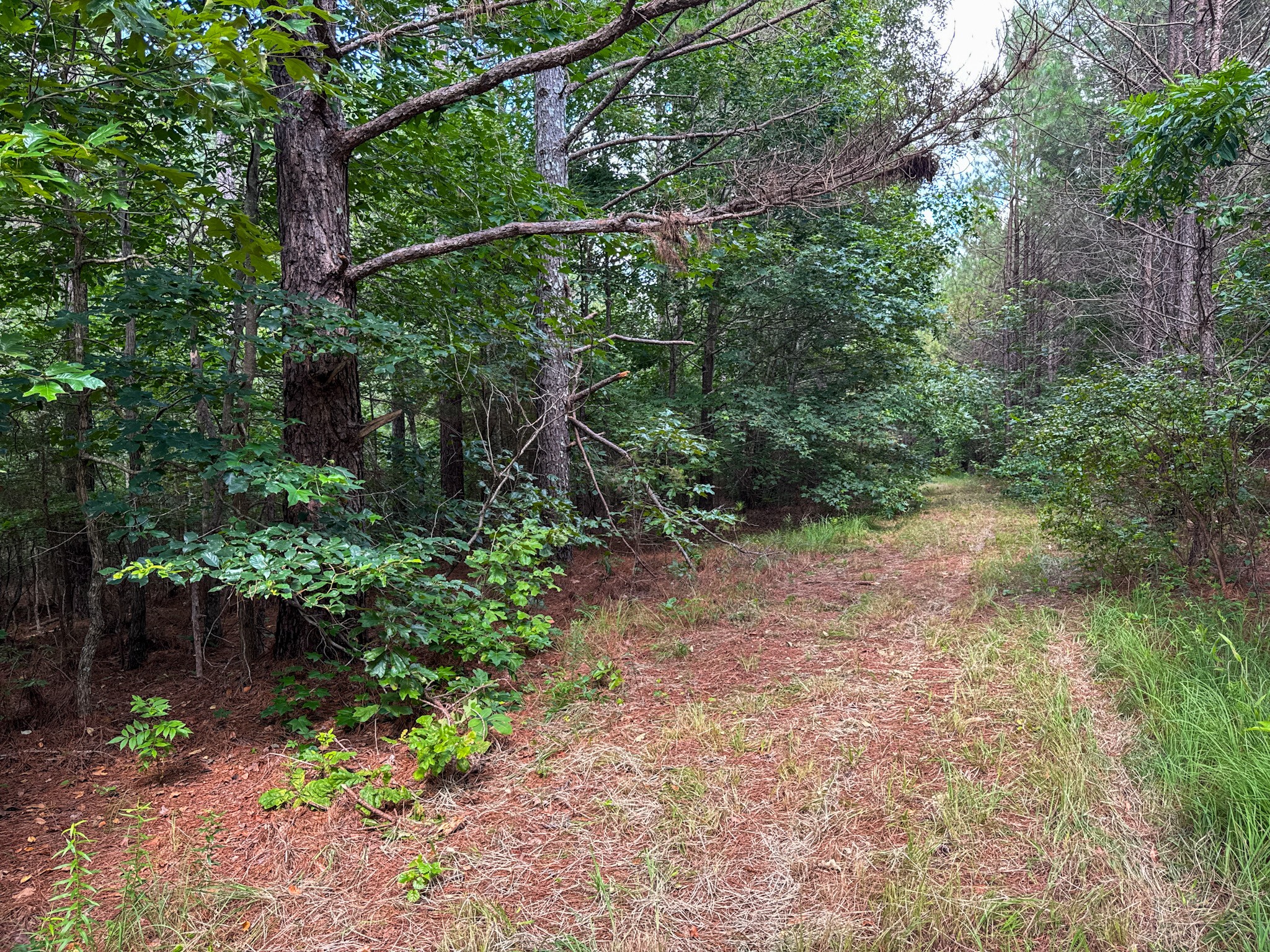 0 Guys Chewalla Road Ramer, TN 38367 - Photo 25 of 26 a view of a yard with plants and large trees