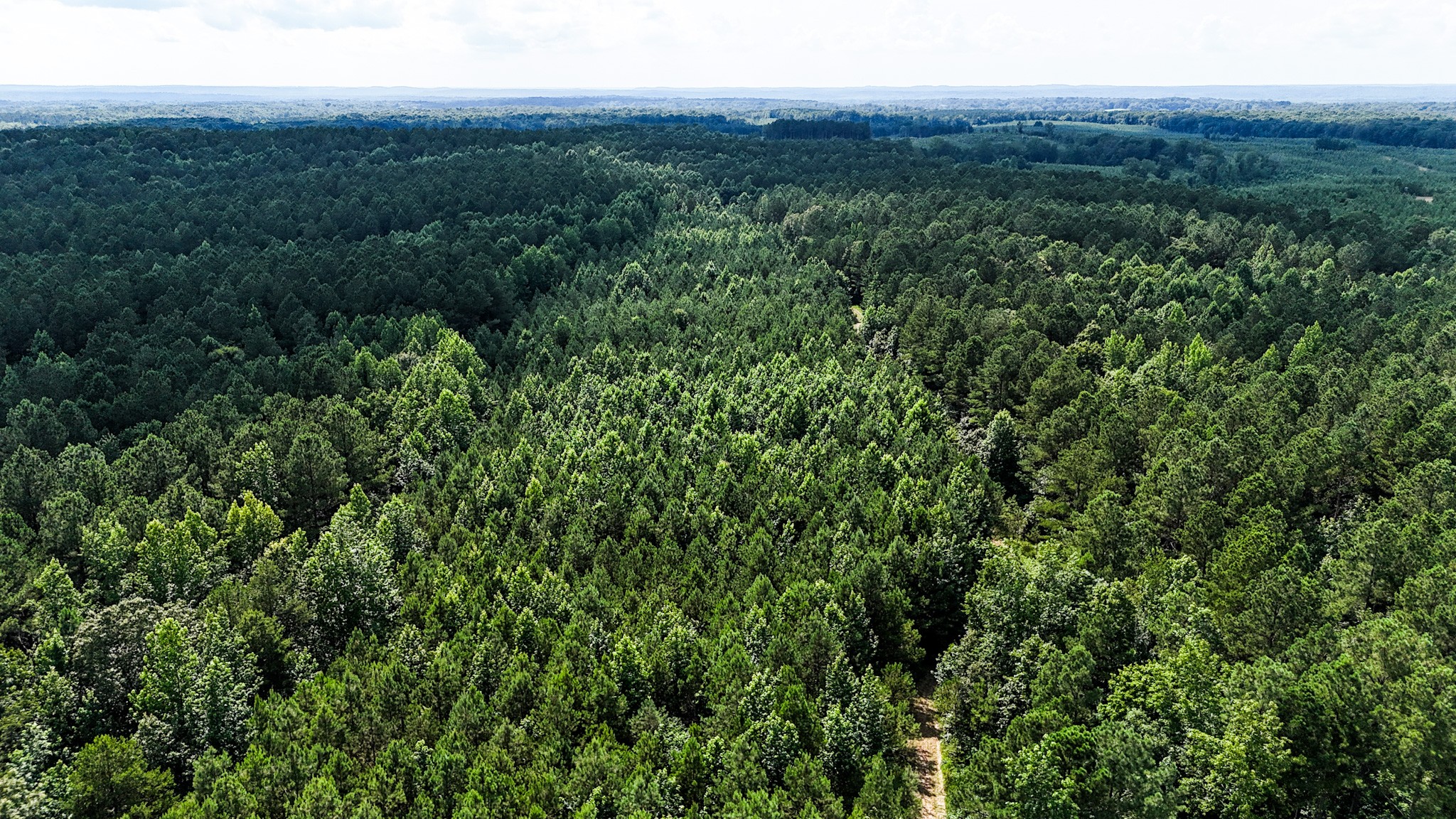 0 Guys Chewalla Road Ramer, TN 38367 - Photo 5 of 26 a view of a lush green forest with trees and some houses