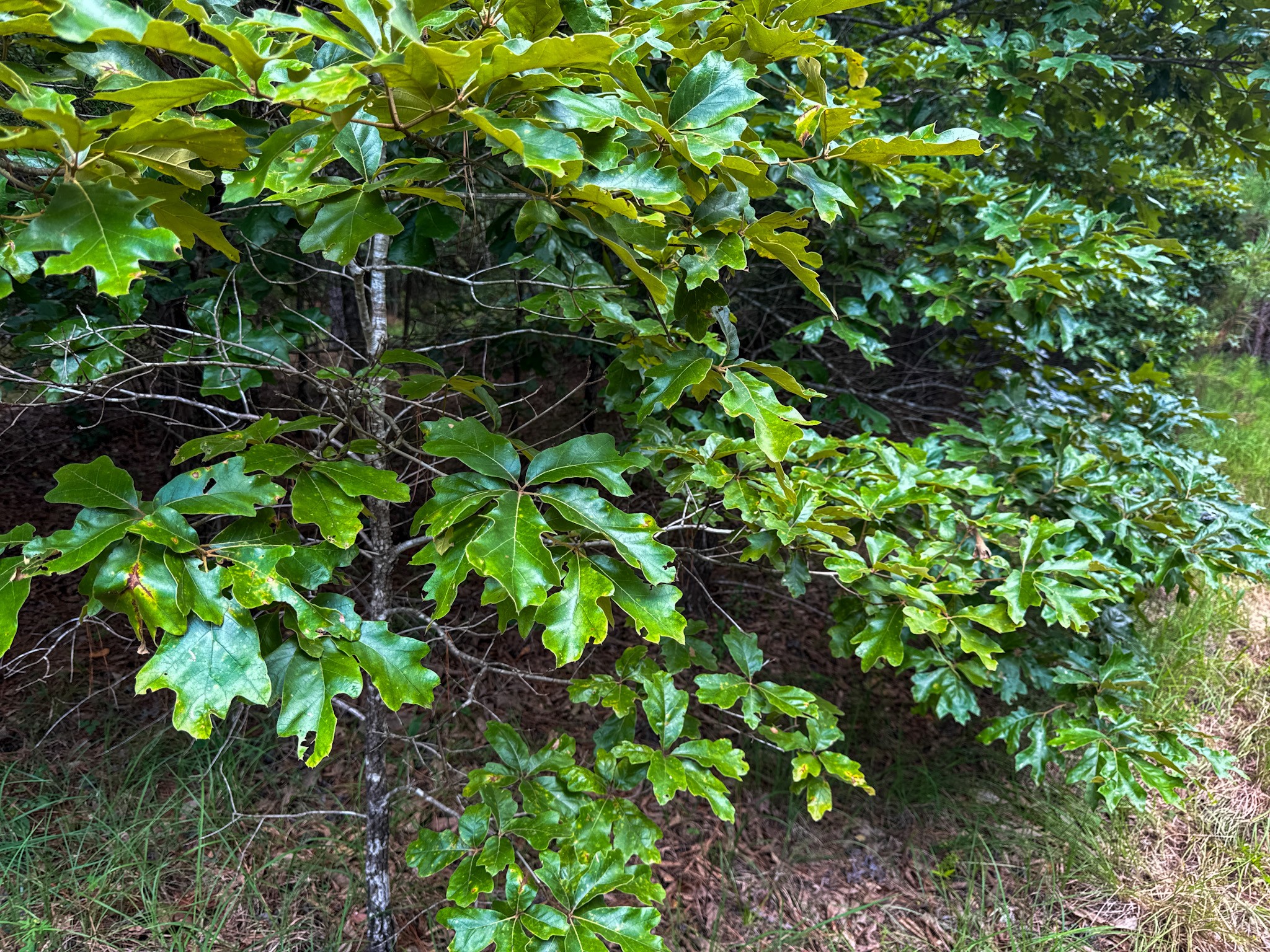 0 Guys Chewalla Road Ramer, TN 38367 - Photo 7 of 26 a backyard of a house