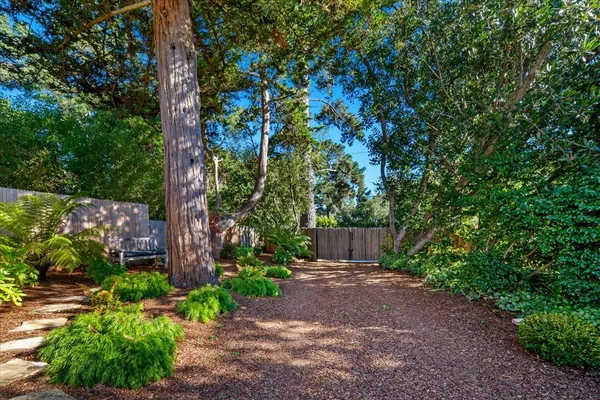 a view of a yard with plants and trees