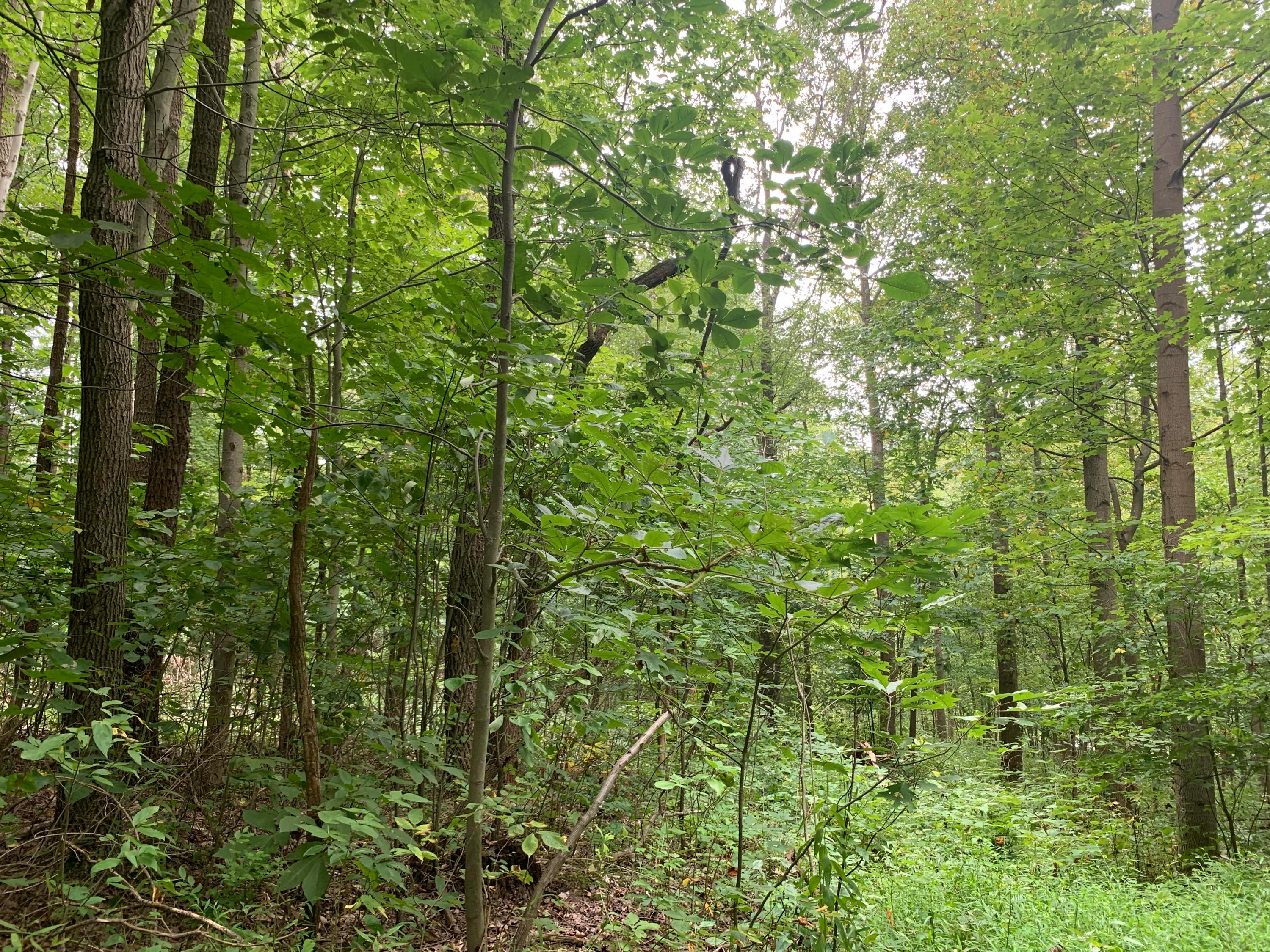 0 Cherry Run Road Northwest Strasburg, OH 44680 - Photo 23 of 35 20200831_183720914_iOS