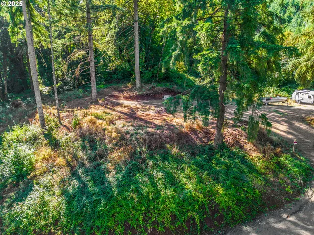 a view of a tree in a yard