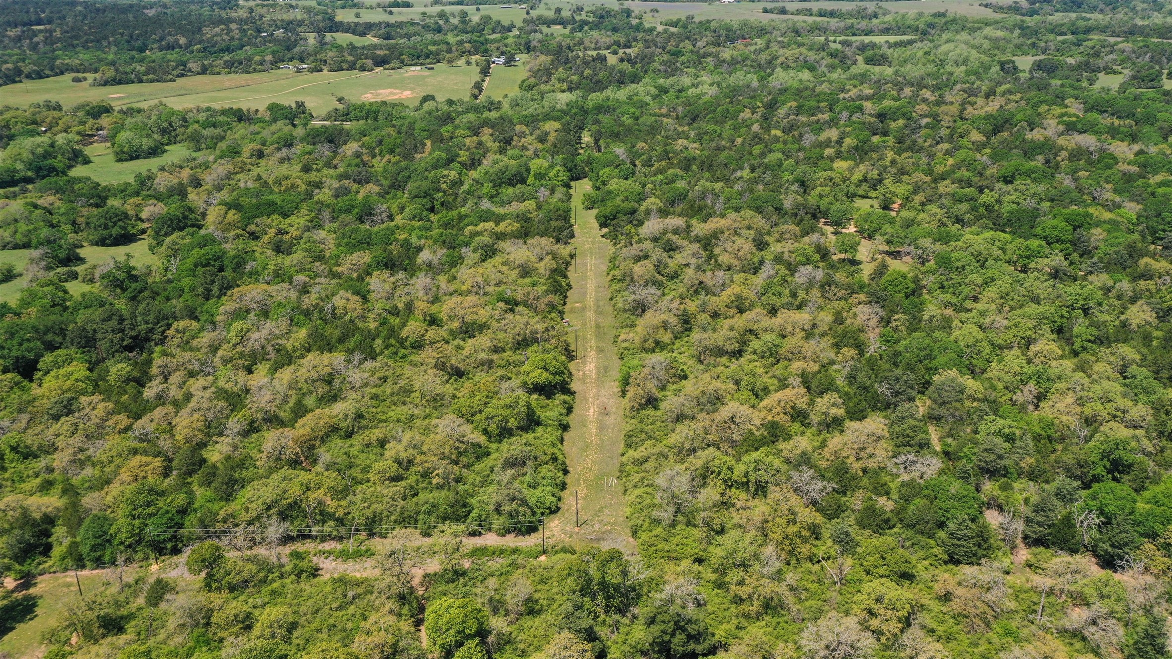 24718 Squirrel Road New Ulm, TX 78950 - Photo 6 of 26 a view of a forest with a street