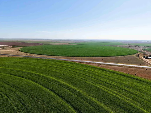 a view of an ocean from a lush green forest