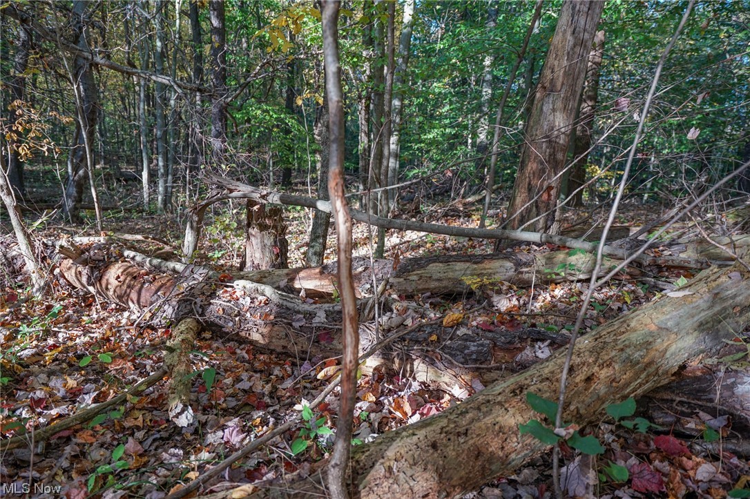8662 Porter Run Road Roseville, OH 43777 - Photo 26 of 33 View of local wilderness