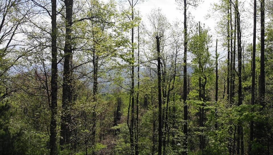 1196 Ridge Hollow Road Del Rio, TN 37727 - Photo 33 of 37 30