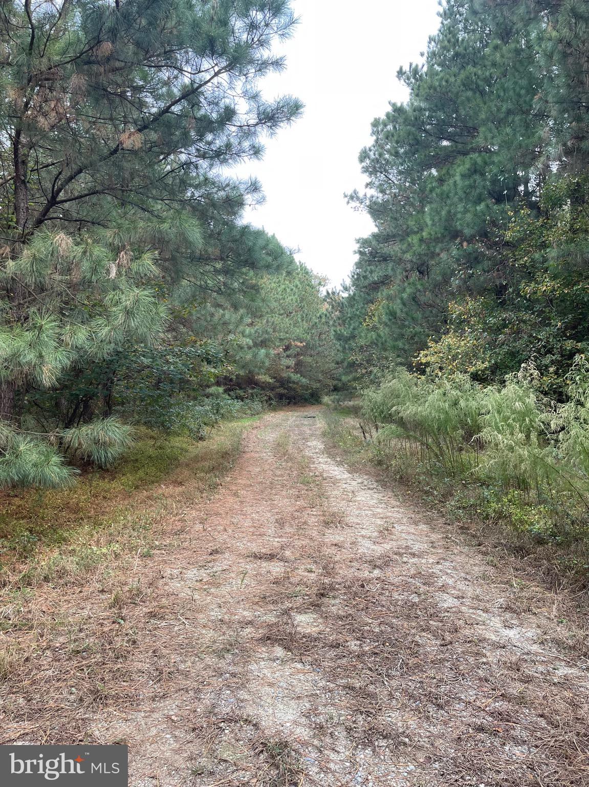 4400 Shelltown Road Marion Station, MD 21838 - Photo 3 of 33 Trail to Barn