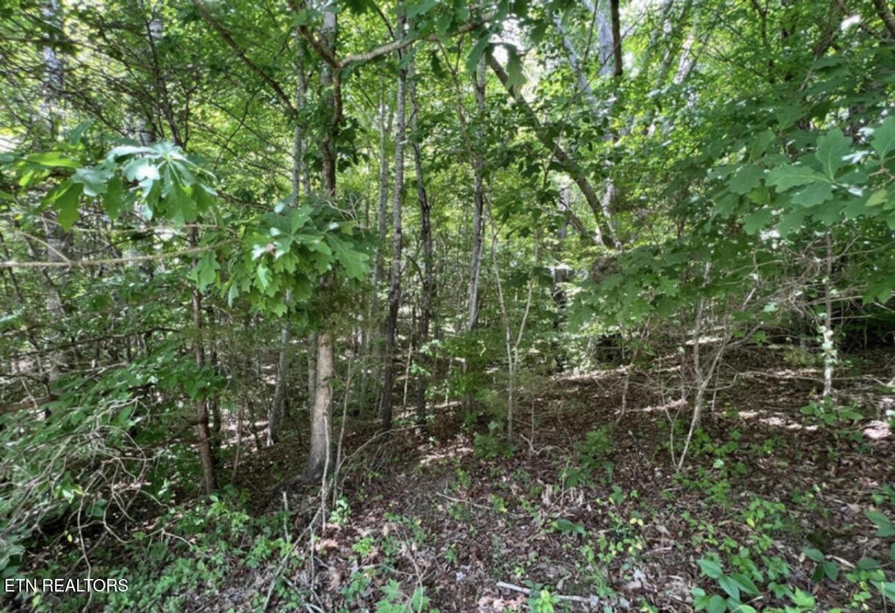 Presidential Boulevard Harrogate, TN 37752 - Photo 5 of 5 IMG_4622