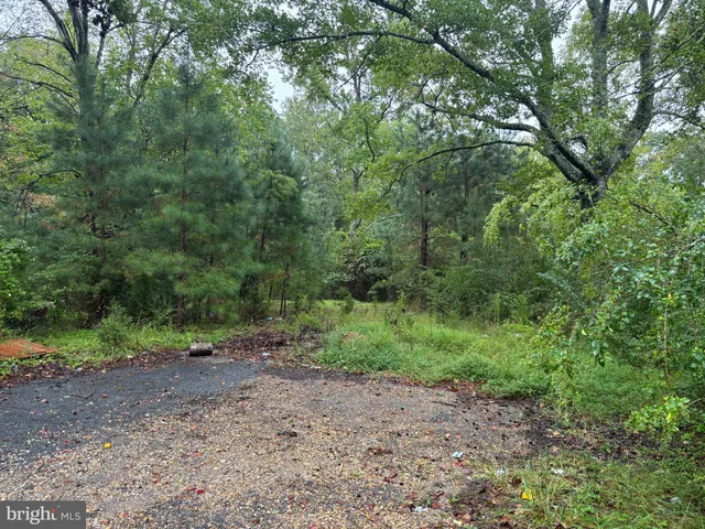 a view of a dirt road with large trees