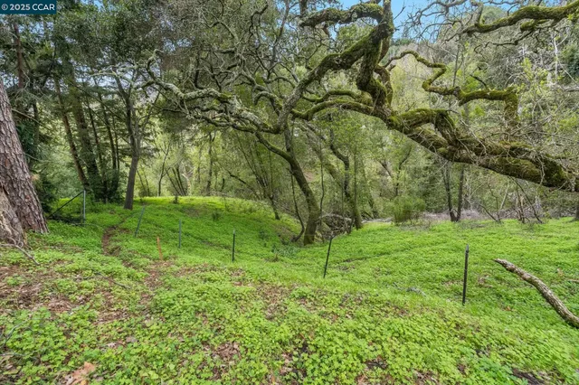 a view of a field with a tree
