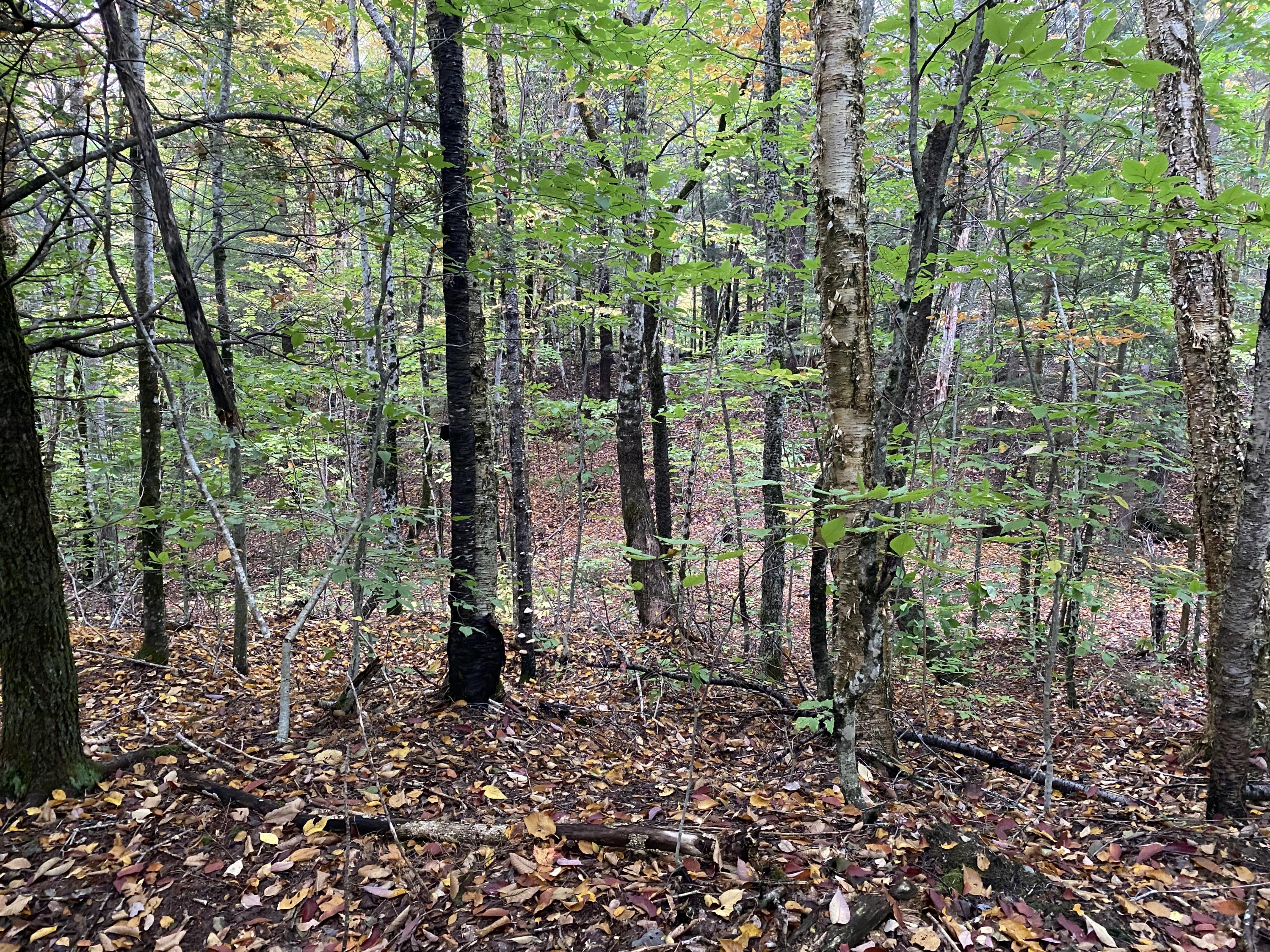 Lot 46 Dill Valley Road Lakeville, ME 04487 - Photo 4 of 38 Photo Sep 29, 11 49 21 AM