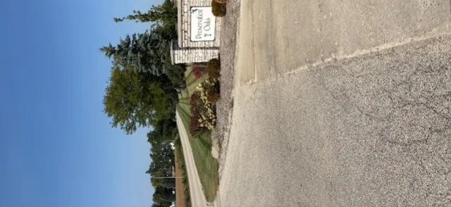 a close up of a plant