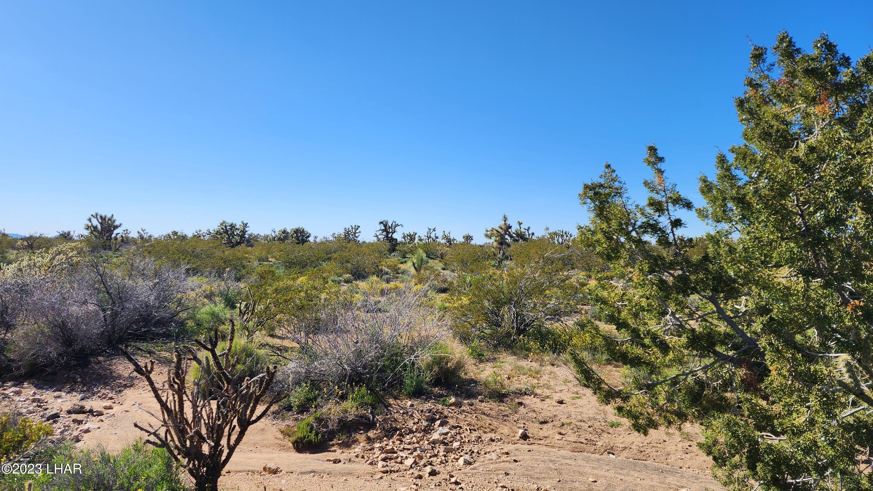 258 South Wagon Trail Road Yucca, AZ 86438 - Photo 8 of 42 20230402_155159