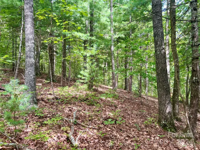 a view of a forest that has large trees